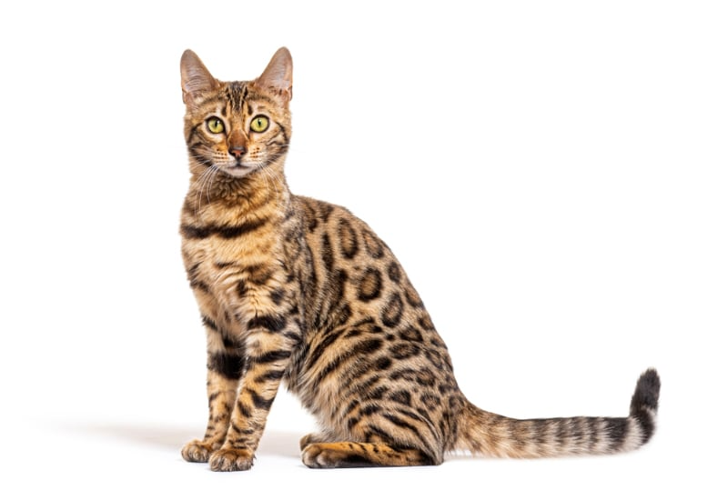 Bengal cat