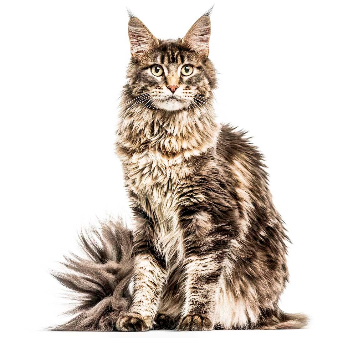 Maine coon cat