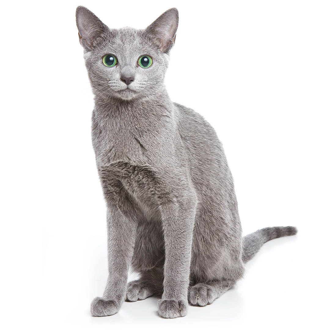 Russian Blue cat