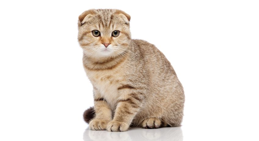 Scottish Fold cat