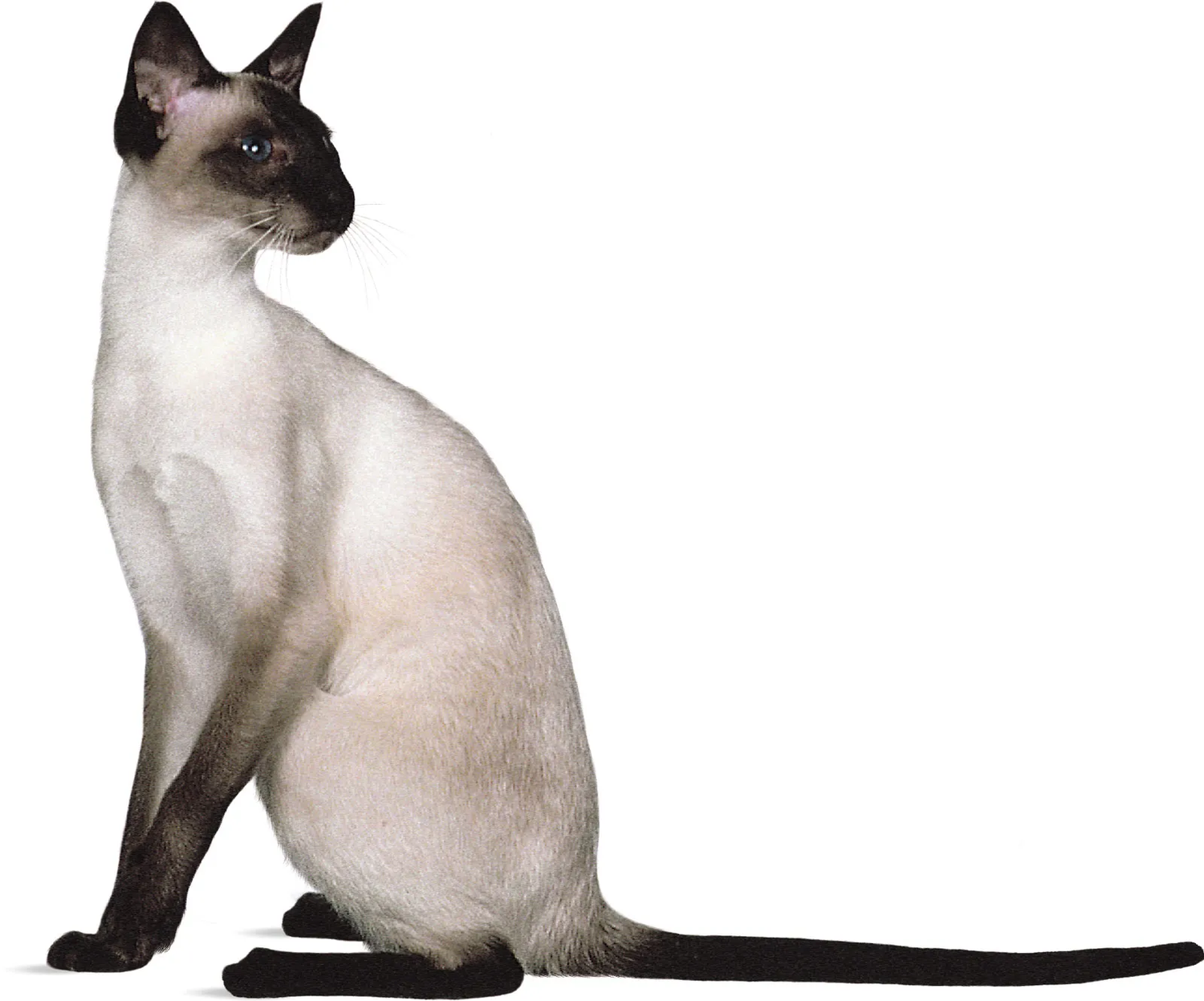 Siamese Cat