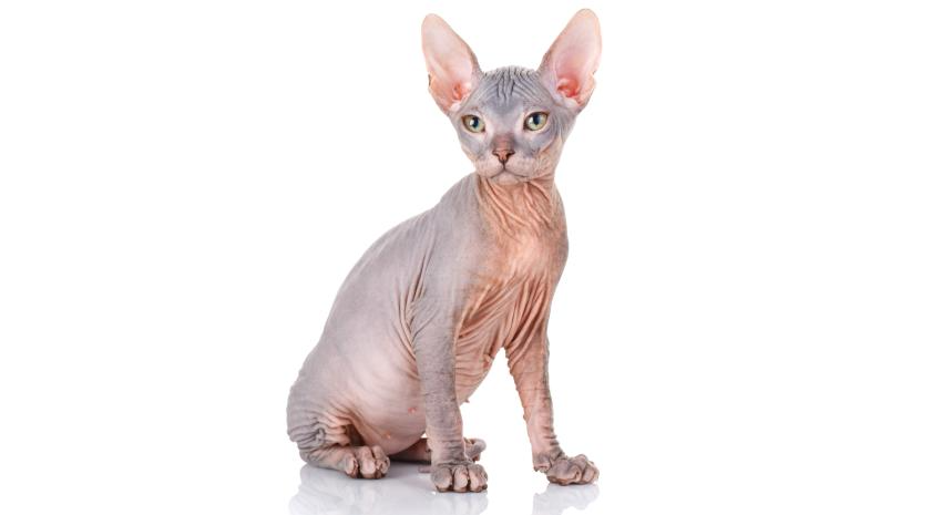 Sphynx cat