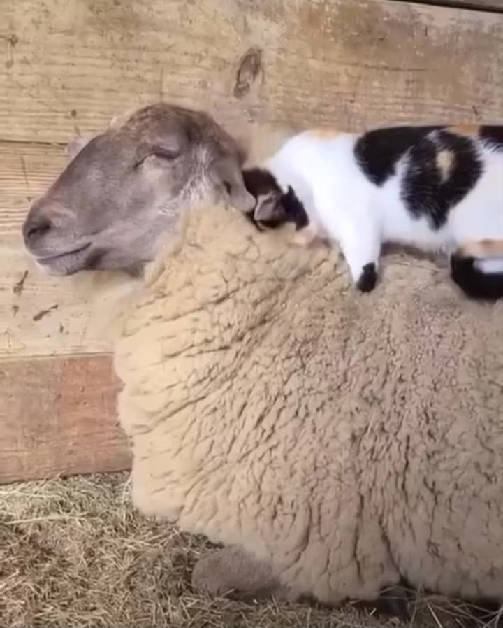 Load video: cute cat and sheep